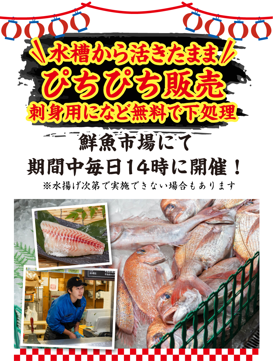 水槽から活きたままぴちぴち販売刺身用になど無料で下処理 鮮魚市場にて期間中毎日14時に開催！※水揚げ次第で実施できない場合もあります