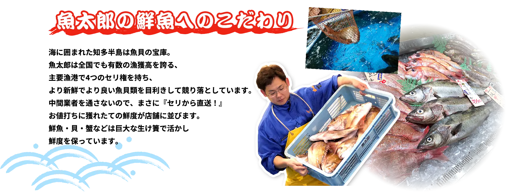 魚太郎の鮮魚へのこだわり 魚太郎は全国でも有数の漁獲高を誇る、主要漁港で4つのセリ権を持ち、より新鮮でより良い魚貝類を目利きして競り落としています。中間業者を通さないので、まさに『セリから直送！』お値打ちに獲れたての鮮度が店舗に並びます。