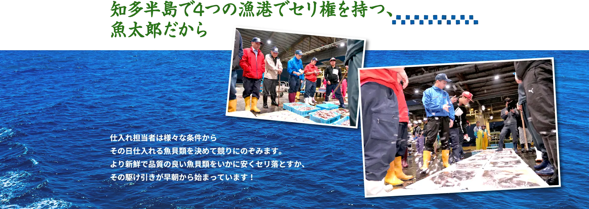 知多半島で4つの漁港でセリ権を持つ、魚太郎だから 仕入れ担当者は様々な条件からその日仕入れる魚貝類を決めて競りにのぞみます。より新鮮で品質の良い魚貝類をいかに安くセリ落とすか、その駆け引きが早朝から始まっています！