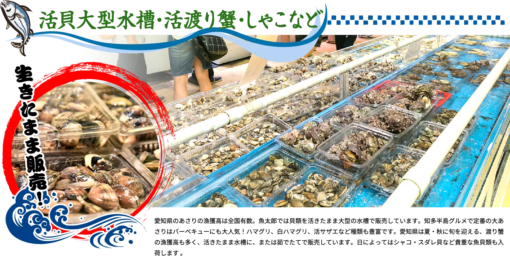 活貝大型水槽・活渡り蟹・しゃこなど 愛知県のあさりの漁獲高は全国有数。魚太郎では貝類を活きたまま大型の水槽で販売しています。知多半島グルメで定番の大あさりはバーベキューにも大人気！ハマグリ、白ハマグリ、活サザエなど種類も豊富です。愛知県は夏・秋に旬を迎える、渡り蟹の漁獲高も多く、活きたまま水槽に、または茹でたてで販売しています。日によってはシャコ・スダレ貝など貴重な魚貝類も入荷します。