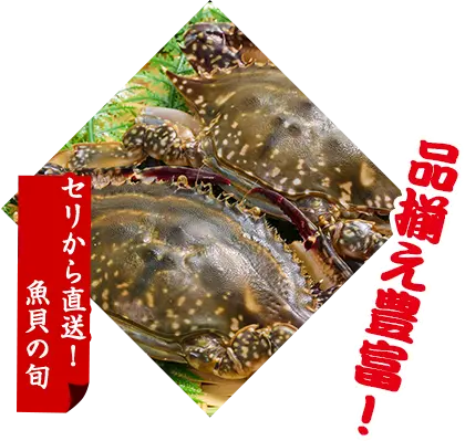 セリから直送！魚貝の旬