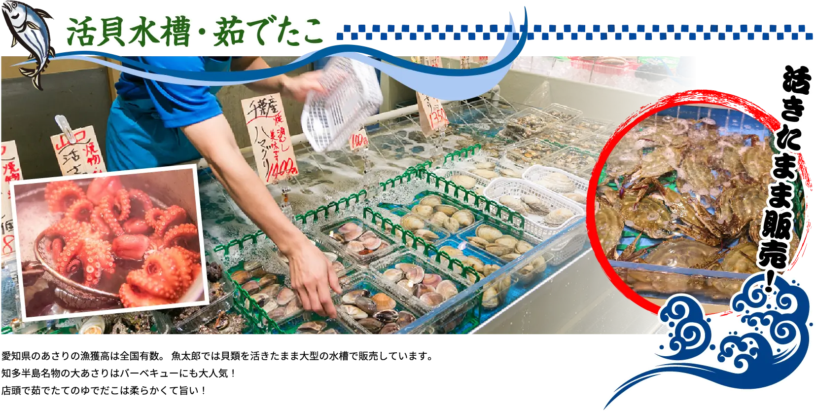 活貝水槽・茹でたこ 愛知県のあさりの漁獲高は全国有数。魚太郎では貝類を活きたまま大型の水槽で販売しています。知多半島名物の大あさりはバーベキューにも大人気！店頭で茹でたてのゆでだこは柔らかくて旨い！