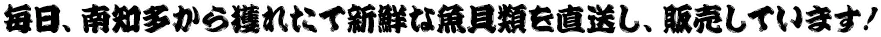 毎日、南知多から獲れたて新鮮な魚貝類を直送し、販売しています！