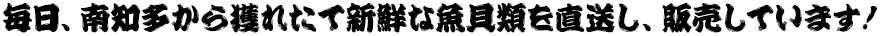 毎日、南知多から獲れたて新鮮な魚貝類を直送し、販売しています！