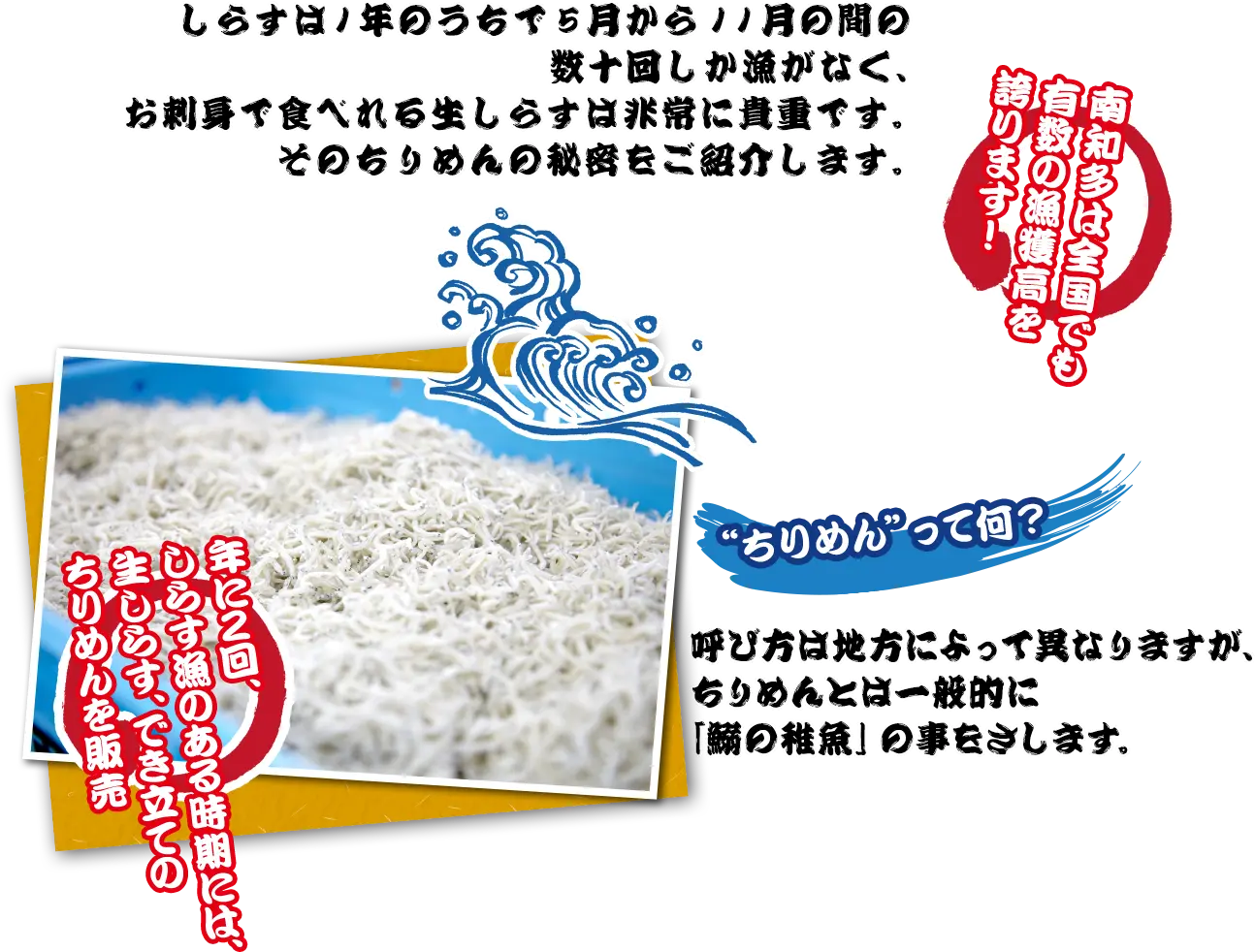 しらすは１年のうちで5月から11月の間の数十回しか漁がなく、お刺身で食べれる生しらすは非常に貴重です。そのちりめんの秘密をご紹介します。 南知多は前項でも有数の漁獲高を 誇ります！ 年に2回、しらす漁のある時期には、生しらす、でき立てのちりめんを販売“ちりめん”って何？ “ちりめん”って何？ 呼び方は地方によって異なりますが、ちりめんとは一般的に「鰯の稚魚」の事をさします。