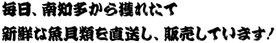 毎日、南知多から獲れたて新鮮な魚貝類を直送し、販売しています！