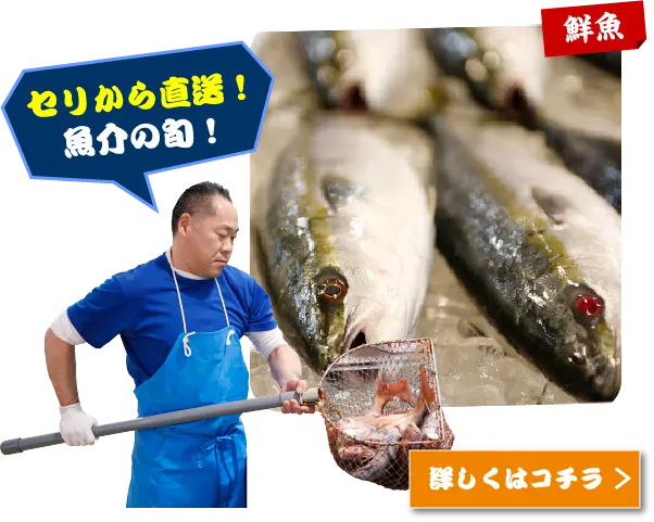 セリから直送！魚貝の旬！