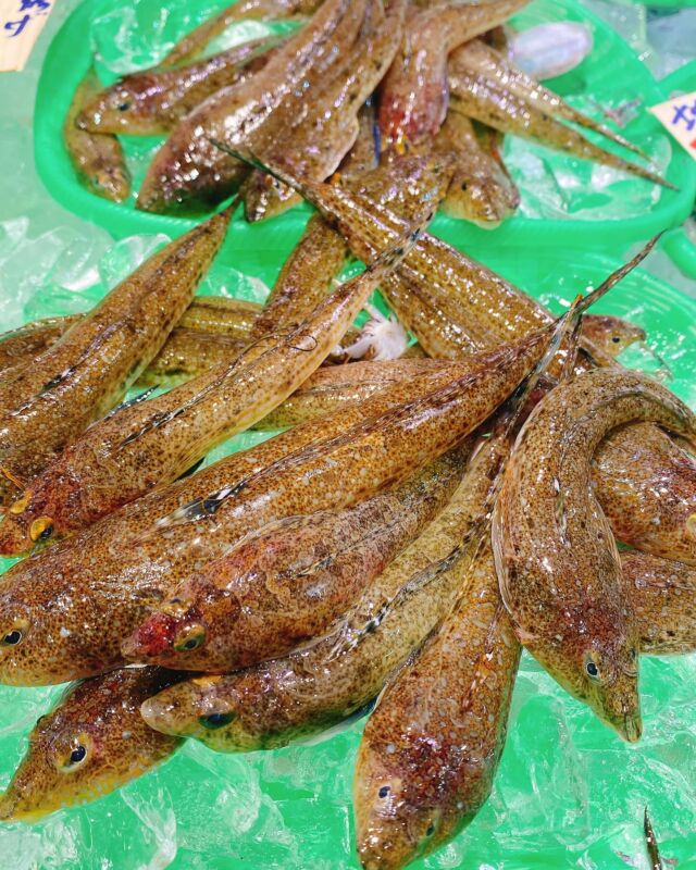 魚太郎ラグーナ蒲郡店（フェスティバルマーケット1F)
鮮魚スタッフの今日のお魚紹介！  【2025.3.26 水曜日】
今日の一押しは【メゴチ】だぜ！
朝どれのメゴチは鮮度抜群！天ぷらは最高😃  【刺身でぷりっとした身を食べるもよし
味噌汁に入れてほくほく食べるもよし！　※おすすめを語る、２行くらい】  魚が捌けなくても大丈夫
無料で下処理行います
毎日魚を扱うプロの魚屋にお任せ！  本日も沢山のピカピカの地魚の
活気あふれるスタッフで
皆様のご来店をお待ちしております！  #魚太郎 #魚太郎ラグーナ蒲郡店　
#蒲郡市魚屋　#三河魚屋さん　#鮮魚市場　
#魚市場　#鮮度にこだわる魚屋　#新鮮な地魚が買えるお店
#メゴチ
👆これを定型文にして下さい