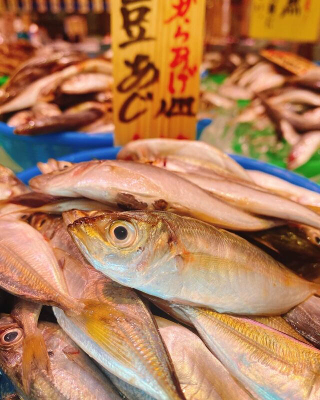 伊勢湾・三河湾は魚貝の宝庫、愛知県の主要漁港でセリ権を持つ俺たち。
ぴかぴかの魚貝類が水揚げ後すぐに魚市場に並びます！  ＼今日のおすすめ／
鮮度抜群の豆アジだぜ！
身が柔らかく頭ごと食べれる‼️唐揚げや南蛮漬けがオススメです❣️  お店は対面販売なので、どうやって魚を食べようか？下処理は？保存法は？
わからないことはお気軽に！　そんな疑問、全部魚太郎が解決します！  魚が捌けなくても大丈夫！
対面鮮魚コーナーでは無料で下処理行います。
毎日魚を扱うプロの魚屋にお任せ！  本日も沢山のピカピカの地魚と活気あふれるスタッフで
皆様のご来店をお待ちしております！  鮮魚市場に併設した、魚屋の浜焼きバーベキューがありますので
市場で買ってそのまま焼いて食べることが可能です！  最新入荷はストーリーズで配信中！
フォロー＆チェックしてくださいね！  皆様の「美味しい！」の声が、俺たちの元気の源です！  ▷入荷商品のお問合せは、お電話にてお願いします
▶その他お問合せDMではタイムリーな返答が致しかねます
体制が整っておらず、申し訳ありません🙇  -————————————————
📌ラグーナテンボス　フェスティバルマーケット内1F
店舗の場所は、観覧車の下が目印です🎡  🐟魚太郎ラグーナ蒲郡店 鮮魚市場
営業時間：　10：00～18：00
※海鮮丼・寿司のイートインコーナーあり  🔥魚太郎浜焼きバーベキュー ラグーナ蒲郡店
営業時間：
平日10:00～17:00(最終受付15:00)
土日祝　10：00～19：00(最終受付17:00)
土日祝は　19：00迄　延長中
駐車場：魚太郎浜焼きバーベキュー利用で最大5時間無料サービスあり
(夏休み　2025/7/19-8/31は）
10：00～20：00（受付最終18:00）
#魚太郎ラグーナ蒲郡店
#地魚
#鮮度にこだわる魚屋
#産直鮮魚
#蒲郡観光
#愛知海鮮
#豆アジ