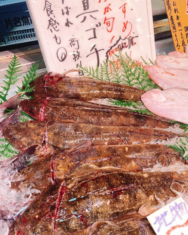 伊勢湾・三河湾は魚貝の宝庫、愛知県の主要漁港でセリ権を持つ俺たち。
ぴかぴかの魚貝類が水揚げ後すぐに魚市場に並びます！  ＼今日のおすすめ／
鮮度抜群の活き〆真コチだぜ！  夏に旬を迎える真コチ！身もぷりぷりで
お刺身は最高です😆
もちろん煮付けでもオススメ！  お店は対面販売なので、どうやって魚を食べようか？下処理は？保存法は？
わからないことはお気軽に！　そんな疑問、全部魚太郎が解決します！  魚が捌けなくても大丈夫！
対面鮮魚コーナーでは無料で下処理行います。
毎日魚を扱うプロの魚屋にお任せ！  本日も沢山のピカピカの地魚と活気あふれるスタッフで
皆様のご来店をお待ちしております！  鮮魚市場に併設した、魚屋の浜焼きバーベキューがありますので
市場で買ってそのまま焼いて食べることが可能です！  最新入荷はストーリーズで配信中！
フォロー＆チェックしてくださいね！  皆様の「美味しい！」の声が、俺たちの元気の源です！  ▷入荷商品のお問合せは、お電話にてお願いします
▶その他お問合せDMではタイムリーな返答が致しかねます
体制が整っておらず、申し訳ありません🙇  -————————————————
📌ラグーナテンボス　フェスティバルマーケット内1F
店舗の場所は、観覧車の下が目印です🎡  🐟魚太郎ラグーナ蒲郡店 鮮魚市場
営業時間：　10：00～18：00
※海鮮丼・寿司のイートインコーナーあり  🔥魚太郎浜焼きバーベキュー ラグーナ蒲郡店
営業時間：
平日10:00～17:00(最終受付15:00)
土日祝　10：00～19：00(最終受付17:00)
土日祝は　19：00迄　延長中
駐車場：魚太郎浜焼きバーベキュー利用で最大5時間無料サービスあり
(夏休み　2025/7/19-8/31は）
10：00～20：00（受付最終18:00）
#魚太郎ラグーナ蒲郡店
#地魚
#鮮度にこだわる魚屋
#産直鮮魚
#蒲郡観光
#コチ
