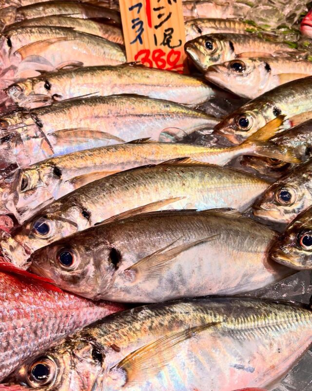 伊勢湾・三河湾は魚貝の宝庫、愛知県の主要漁港でセリ権を持つ俺たち。
ぴかぴかの魚貝類が水揚げ後すぐに魚市場に並びます！  ＼今日のおすすめ／
鮮度抜群のアジだぜ！
身がふっくらとしてあっさりした味わい‼️
刺身はもちろん塩焼きでもオススメです❣️  お店は対面販売なので、どうやって魚を食べようか？下処理は？保存法は？
わからないことはお気軽に！　そんな疑問、全部魚太郎が解決します！  魚が捌けなくても大丈夫！
対面鮮魚コーナーでは無料で下処理行います。
毎日魚を扱うプロの魚屋にお任せ！  本日も沢山のピカピカの地魚と活気あふれるスタッフで
皆様のご来店をお待ちしております！  鮮魚市場に併設した、魚屋の浜焼きバーベキューがありますので
市場で買ってそのまま焼いて食べることが可能です！  最新入荷はストーリーズで配信中！
フォロー＆チェックしてくださいね！  皆様の「美味しい！」の声が、俺たちの元気の源です！  ▷入荷商品のお問合せは、お電話にてお願いします
▶その他お問合せDMではタイムリーな返答が致しかねます
体制が整っておらず、申し訳ありません🙇  -————————————————
📌ラグーナテンボス　フェスティバルマーケット内1F
店舗の場所は、観覧車の下が目印です🎡  🐟魚太郎ラグーナ蒲郡店 鮮魚市場
営業時間：　10：00～18：00
※海鮮丼・寿司のイートインコーナーあり  🔥魚太郎浜焼きバーベキュー ラグーナ蒲郡店
営業時間：
平日10:00～17:00(最終受付15:00)
土日祝　10：00～19：00(最終受付17:00)
土日祝は　19：00迄　延長中
駐車場：魚太郎浜焼きバーベキュー利用で最大5時間無料サービスあり
(夏休み　2025/7/19-8/31は）
10：00～20：00（受付最終18:00）
#魚太郎ラグーナ蒲郡店
#地魚
#鮮度にこだわる魚屋
#産直鮮魚
#蒲郡観光
#愛知海鮮
＃アジ