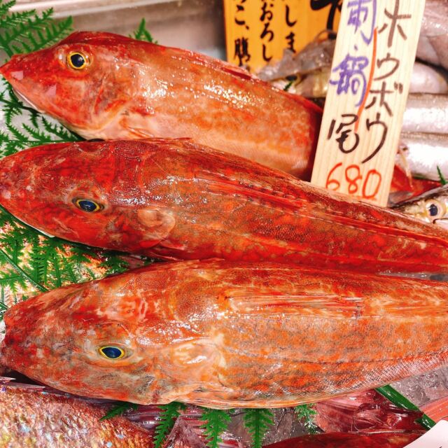 伊勢湾・三河湾は魚貝の宝庫、愛知県の主要漁港でセリ権を持つ俺たち。
ぴかぴかの魚貝類が水揚げ後すぐに魚市場に並びます！  ＼今日のおすすめ／
鮮度抜群のホウボウだぜ！
程よい柔らかさで甘みが強いお魚‼️
刺身はもちろん煮付けがおすすめです❣️  お店は対面販売なので、どうやって魚を食べようか？下処理は？保存法は？
わからないことはお気軽に！　そんな疑問、全部魚太郎が解決します！  魚が捌けなくても大丈夫！
対面鮮魚コーナーでは無料で下処理行います。
毎日魚を扱うプロの魚屋にお任せ！  本日も沢山のピカピカの地魚と活気あふれるスタッフで
皆様のご来店をお待ちしております！  鮮魚市場に併設した、魚屋の浜焼きバーベキューがありますので
市場で買ってそのまま焼いて食べることが可能です！  最新入荷はストーリーズで配信中！
フォロー＆チェックしてくださいね！  皆様の「美味しい！」の声が、俺たちの元気の源です！  ▷入荷商品のお問合せは、お電話にてお願いします
▶その他お問合せDMではタイムリーな返答が致しかねます
体制が整っておらず、申し訳ありません🙇  -————————————————
📌ラグーナテンボス　フェスティバルマーケット内1F
店舗の場所は、観覧車の下が目印です🎡  🐟魚太郎ラグーナ蒲郡店 鮮魚市場
営業時間：　10：00～18：00
※海鮮丼・寿司のイートインコーナーあり  🔥魚太郎浜焼きバーベキュー ラグーナ蒲郡店
営業時間：
平日10:00～17:00(最終受付15:00)
土日祝　10：00～19：00(最終受付17:00)
土日祝は　19：00迄　延長中
駐車場：魚太郎浜焼きバーベキュー利用で最大5時間無料サービスあり
(夏休み　2025/7/19-8/31は）
10：00～20：00（受付最終18:00）
#魚太郎ラグーナ蒲郡店
#地魚
#鮮度にこだわる魚屋
#産直鮮魚
#蒲郡観光
#愛知海鮮
＃ホウボウ