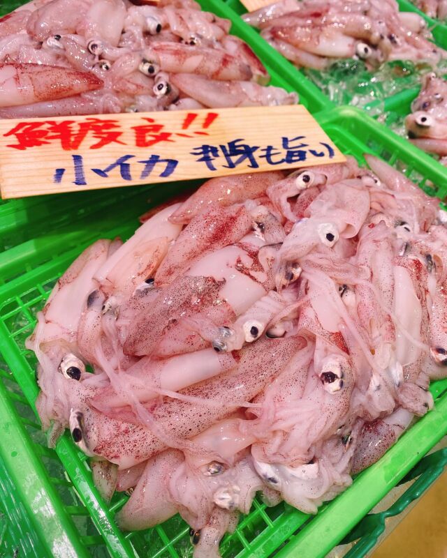 伊勢湾・三河湾は魚貝の宝庫、愛知県の主要漁港でセリ権を持つ俺たち。
ぴかぴかの魚貝類が水揚げ後すぐに魚市場に並びます！  ＼今日のおすすめ／
鮮度抜群の小イカだぜ！  お刺身で美味しい！オススメはさっと塩茹でして
生姜醤油で食べるのが最高😃
暑い日にさっぱりとどうぞ！  お店は対面販売なので、どうやって魚を食べようか？下処理は？保存法は？
わからないことはお気軽に！　そんな疑問、全部魚太郎が解決します！  魚が捌けなくても大丈夫！
対面鮮魚コーナーでは無料で下処理行います。
毎日魚を扱うプロの魚屋にお任せ！  本日も沢山のピカピカの地魚と活気あふれるスタッフで
皆様のご来店をお待ちしております！  鮮魚市場に併設した、魚屋の浜焼きバーベキューがありますので
市場で買ってそのまま焼いて食べることが可能です！  最新入荷はストーリーズで配信中！
フォロー＆チェックしてくださいね！  皆様の「美味しい！」の声が、俺たちの元気の源です！  ▷入荷商品のお問合せは、お電話にてお願いします
▶その他お問合せDMではタイムリーな返答が致しかねます
体制が整っておらず、申し訳ありません🙇  -————————————————
📌ラグーナテンボス　フェスティバルマーケット内1F
店舗の場所は、観覧車の下が目印です🎡  🐟魚太郎ラグーナ蒲郡店 鮮魚市場
営業時間：　10：00～18：00
※海鮮丼・寿司のイートインコーナーあり  🔥魚太郎浜焼きバーベキュー ラグーナ蒲郡店
営業時間：
平日10:00～17:00(最終受付15:00)
土日祝　10：00～19：00(最終受付17:00)
土日祝は　19：00迄　延長中
駐車場：魚太郎浜焼きバーベキュー利用で最大5時間無料サービスあり
(夏休み　2025/7/19-8/31は）
10：00～20：00（受付最終18:00）
#魚太郎ラグーナ蒲郡店
#地魚
#鮮度にこだわる魚屋
#産直鮮魚
#蒲郡観光
#小イカ