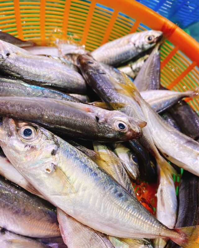伊勢湾・三河湾は魚貝の宝庫、愛知県の主要漁港でセリ権を持つ俺たち。
ぴかぴかの魚貝類が水揚げ後すぐに魚市場に並びます！  ＼今日のおすすめ／
鮮度抜群の【地物小アジ】だぜ！
水洗いして唐揚げ粉をまぶしてあげれば味も濃厚で旨い！
手間要らずで簡単に作れる一品です！
もちろん暑い時期ピッタリの南蛮漬けにしても旨い！
魚太郎蒲郡店ではお惣菜としてもお出ししているのでタイミングが良ければ揚げたてのアジの唐揚げに出会えるかも🤤  今が旬のコチも入荷してます！
夏のフグと言われるぐらい食感コリコリの美味しい魚です！
もちろん煮付けにしても身がホロホロで食べやすくて旨い！  お店は対面販売なので、どうやって魚を食べようか？下処理は？保存法は？
わからないことはお気軽に！　そんな疑問、全部魚太郎が解決します！  魚が捌けなくても大丈夫！
対面鮮魚コーナーでは無料で下処理行います。
毎日魚を扱うプロの魚屋にお任せ！  本日も沢山のピカピカの地魚と活気あふれるスタッフで
皆様のご来店をお待ちしております！  鮮魚市場に併設した、魚屋の浜焼きバーベキューがありますので
市場で買ってそのまま焼いて食べることが可能です！  最新入荷はストーリーズで配信中！
フォロー＆チェックしてくださいね！  皆様の「美味しい！」の声が、俺たちの元気の源です！  ▷入荷商品のお問合せは、お電話にてお願いします
▶その他お問合せDMではタイムリーな返答が致しかねます
体制が整っておらず、申し訳ありません🙇  -————————————————
📌ラグーナテンボス　フェスティバルマーケット内1F
店舗の場所は、観覧車の下が目印です🎡  🐟魚太郎ラグーナ蒲郡店 鮮魚市場
営業時間：　10：00～18：00
※海鮮丼・寿司のイートインコーナーあり  🔥魚太郎浜焼きバーベキュー ラグーナ蒲郡店
営業時間：
平日10:00～17:00(最終受付15:00)
土日祝　10：00～19：00(最終受付17:00)
土日祝は　19：00迄　延長中
駐車場：魚太郎浜焼きバーベキュー利用で最大5時間無料サービスあり
(夏休み　2025/7/19-8/31は）
10：00～20：00（受付最終18:00）
#魚太郎ラグーナ蒲郡店
#地魚
#鮮度にこだわる魚屋
#産直鮮魚
#蒲郡観光
#愛知海鮮
#小アジ