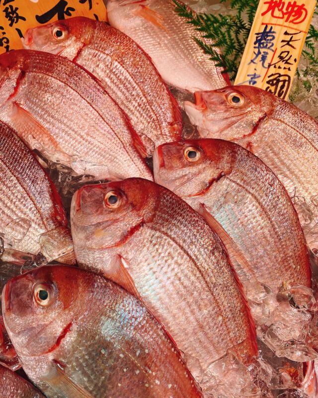 伊勢湾・三河湾は魚貝の宝庫、愛知県の主要漁港でセリ権を持つ俺たち。
ぴかぴかの魚貝類が水揚げ後すぐに魚市場に並びます！  ＼今日のおすすめ／
鮮度抜群の地物の天然鯛だぜ！
上品な旨みと適度な歯応え‼️
塩焼きや煮付け、鯛めしにもオススメです❣️
明日は土用の丑の日❣️
『生』から焼き上げる魚太郎自慢の
愛知県三河産のうなぎの長焼き、鰻丼も
沢山ご用意しております❣️  お店は対面販売なので、どうやって魚を食べようか？下処理は？保存法は？
わからないことはお気軽に！　そんな疑問、全部魚太郎が解決します！  魚が捌けなくても大丈夫！
対面鮮魚コーナーでは無料で下処理行います。
毎日魚を扱うプロの魚屋にお任せ！  本日も沢山のピカピカの地魚と活気あふれるスタッフで
皆様のご来店をお待ちしております！  鮮魚市場に併設した、魚屋の浜焼きバーベキューがありますので
市場で買ってそのまま焼いて食べることが可能です！  最新入荷はストーリーズで配信中！
フォロー＆チェックしてくださいね！  皆様の「美味しい！」の声が、俺たちの元気の源です！  ▷入荷商品のお問合せは、お電話にてお願いします
▶その他お問合せDMではタイムリーな返答が致しかねます
体制が整っておらず、申し訳ありません🙇  -————————————————
📌ラグーナテンボス　フェスティバルマーケット内1F
店舗の場所は、観覧車の下が目印です🎡  🐟魚太郎ラグーナ蒲郡店 鮮魚市場
営業時間：　10：00～18：00
※海鮮丼・寿司のイートインコーナーあり  🔥魚太郎浜焼きバーベキュー ラグーナ蒲郡店
営業時間：
平日10:00～17:00(最終受付15:00)
土日祝　10：00～19：00(最終受付17:00)
土日祝は　19：00迄　延長中
駐車場：魚太郎浜焼きバーベキュー利用で最大5時間無料サービスあり
(夏休み　2025/7/19-8/31は）
10：00～20：00（受付最終18:00）
#魚太郎ラグーナ蒲郡店
#地魚
#鮮度にこだわる魚屋
#産直鮮魚
#蒲郡観光
#愛知海鮮
#天然鯛
#うなぎ
