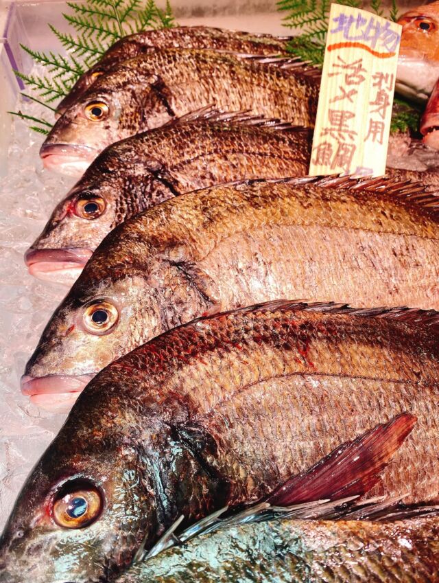 伊勢湾・三河湾は魚貝の宝庫、愛知県の主要漁港でセリ権を持つ俺たち。
ぴかぴかの魚貝類が水揚げ後すぐに魚市場に並びます！  ＼今日のおすすめ／
鮮度抜群の活〆黒鯛だぜ！
淡白な白身で身が柔らかいです‼️
お刺身に1番オススメ❣️
他にも塩焼きや煮付け、
フライにしても美味しいお魚です😋  お店は対面販売なので、どうやって魚を食べようか？下処理は？保存法は？
わからないことはお気軽に！　そんな疑問、全部魚太郎が解決します！  魚が捌けなくても大丈夫！
対面鮮魚コーナーでは無料で下処理行います。
毎日魚を扱うプロの魚屋にお任せ！  本日も沢山のピカピカの地魚と活気あふれるスタッフで
皆様のご来店をお待ちしております！  鮮魚市場に併設した、魚屋の浜焼きバーベキューがありますので
市場で買ってそのまま焼いて食べることが可能です！  最新入荷はストーリーズで配信中！
フォロー＆チェックしてくださいね！  皆様の「美味しい！」の声が、俺たちの元気の源です！  ▷入荷商品のお問合せは、お電話にてお願いします
▶その他お問合せDMではタイムリーな返答が致しかねます
体制が整っておらず、申し訳ありません🙇  -————————————————
📌ラグーナテンボス　フェスティバルマーケット内1F
店舗の場所は、観覧車の下が目印です🎡  🐟魚太郎ラグーナ蒲郡店 鮮魚市場
営業時間：　10：00～18：00
※海鮮丼・寿司のイートインコーナーあり  🔥魚太郎浜焼きバーベキュー ラグーナ蒲郡店
営業時間：
平日10:00～17:00(最終受付15:00)
土日祝　10：00～19：00(最終受付17:00)
土日祝は　19：00迄　延長中
駐車場：魚太郎浜焼きバーベキュー利用で最大5時間無料サービスあり
(夏休み　2025/7/19-8/31は）
10：00～20：00（受付最終18:00）
#魚太郎ラグーナ蒲郡店
#地魚
#鮮度にこだわる魚屋
#産直鮮魚
#蒲郡観光
#愛知海鮮
#黒鯛