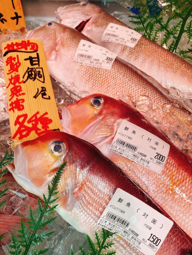 伊勢湾・三河湾は魚貝の宝庫、愛知県の主要漁港でセリ権を持つ俺たち。
ぴかぴかの魚貝類が水揚げ後すぐに魚市場に並びます！  ＼今日のおすすめ／
鮮度抜群の地物の甘鯛だぜ！
身が柔らかく、脂が乗ってしっとり甘みがあります‼️
お刺身は勿論、煮付けや酒蒸し、
塩焼きにも美味しいお魚です😋  お店は対面販売なので、どうやって魚を食べようか？下処理は？保存法は？
わからないことはお気軽に！　そんな疑問、全部魚太郎が解決します！  魚が捌けなくても大丈夫！
対面鮮魚コーナーでは無料で下処理行います。
毎日魚を扱うプロの魚屋にお任せ！  本日も沢山のピカピカの地魚と活気あふれるスタッフで
皆様のご来店をお待ちしております！  鮮魚市場に併設した、魚屋の浜焼きバーベキューがありますので
市場で買ってそのまま焼いて食べることが可能です！  最新入荷はストーリーズで配信中！
フォロー＆チェックしてくださいね！  皆様の「美味しい！」の声が、俺たちの元気の源です！  ▷入荷商品のお問合せは、お電話にてお願いします
▶その他お問合せDMではタイムリーな返答が致しかねます
体制が整っておらず、申し訳ありません🙇  -————————————————
📌ラグーナテンボス　フェスティバルマーケット内1F
店舗の場所は、観覧車の下が目印です🎡  🐟魚太郎ラグーナ蒲郡店 鮮魚市場
営業時間：　10：00～18：00
※海鮮丼・寿司のイートインコーナーあり  🔥魚太郎浜焼きバーベキュー ラグーナ蒲郡店
営業時間：
平日10:00～17:00(最終受付15:00)
土日祝　10：00～19：00(最終受付17:00)
土日祝は　19：00迄　延長中
駐車場：魚太郎浜焼きバーベキュー利用で最大5時間無料サービスあり
(夏休み　2025/7/19-8/31は）
10：00～20：00（受付最終18:00）
#魚太郎ラグーナ蒲郡店
#地魚
#鮮度にこだわる魚屋
#産直鮮魚
#蒲郡観光
#愛知海鮮
#甘鯛