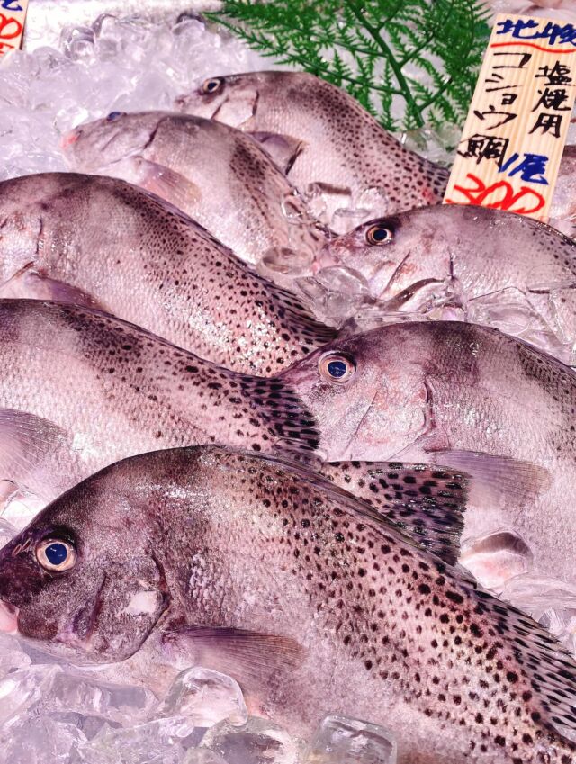 伊勢湾・三河湾は魚貝の宝庫、愛知県の主要漁港でセリ権を持つ俺たち。
ぴかぴかの魚貝類が水揚げ後すぐに魚市場に並びます！  ＼今日のおすすめ／
鮮度抜群の地物のコショウ鯛だぜ！
臭みが少なく上品な白身の味わい。
様々な料理にむいています‼️
塩焼きは勿論、ムニエルや煮付け。
フライにしてもオススメです❣️  お店は対面販売なので、どうやって魚を食べようか？下処理は？保存法は？
わからないことはお気軽に！　そんな疑問、全部魚太郎が解決します！  魚が捌けなくても大丈夫！
対面鮮魚コーナーでは無料で下処理行います。
毎日魚を扱うプロの魚屋にお任せ！  本日も沢山のピカピカの地魚と活気あふれるスタッフで
皆様のご来店をお待ちしております！  鮮魚市場に併設した、魚屋の浜焼きバーベキューがありますので
市場で買ってそのまま焼いて食べることが可能です！  最新入荷はストーリーズで配信中！
フォロー＆チェックしてくださいね！  皆様の「美味しい！」の声が、俺たちの元気の源です！  ▷入荷商品のお問合せは、お電話にてお願いします
▶その他お問合せDMではタイムリーな返答が致しかねます
体制が整っておらず、申し訳ありません🙇  -————————————————
📌ラグーナテンボス　フェスティバルマーケット内1F
店舗の場所は、観覧車の下が目印です🎡  🐟魚太郎ラグーナ蒲郡店 鮮魚市場
営業時間：　10：00～18：00
※海鮮丼・寿司のイートインコーナーあり  🔥魚太郎浜焼きバーベキュー ラグーナ蒲郡店
営業時間：
平日10:00～17:00(最終受付15:00)
土日祝　10：00～19：00(最終受付17:00)
土日祝は　19：00迄　延長中
駐車場：魚太郎浜焼きバーベキュー利用で最大5時間無料サービスあり
(夏休み　2025/7/19-8/31は）
10：00～20：00（受付最終18:00）
#魚太郎ラグーナ蒲郡店
#地魚
#鮮度にこだわる魚屋
#産直鮮魚
#蒲郡観光
#愛知海鮮
#コショウ鯛