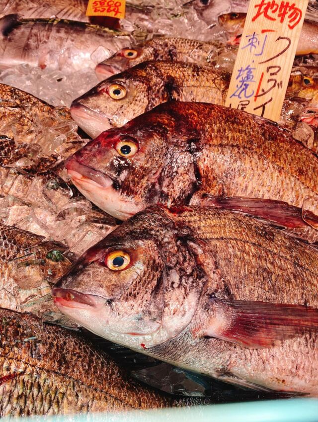 伊勢湾・三河湾は魚貝の宝庫、愛知県の主要漁港でセリ権を持つ俺たち。
ぴかぴかの魚貝類が水揚げ後すぐに魚市場に並びます！  ＼今日のおすすめ／
鮮度抜群の地物の黒鯛だぜ！
淡白な白身魚で、白身魚の濃厚な旨みを感じられます‼️
もちろんお刺身で行ける鮮度‼️塩焼きや煮付けにも
大変オススメです❣️😋  お店は対面販売なので、どうやって魚を食べようか？下処理は？保存法は？
わからないことはお気軽に！　そんな疑問、全部魚太郎が解決します！  魚が捌けなくても大丈夫！
対面鮮魚コーナーでは無料で下処理行います。
毎日魚を扱うプロの魚屋にお任せ！  本日も沢山のピカピカの地魚と活気あふれるスタッフで
皆様のご来店をお待ちしております！  鮮魚市場に併設した、魚屋の浜焼きバーベキューがありますので
市場で買ってそのまま焼いて食べることが可能です！  最新入荷はストーリーズで配信中！
フォロー＆チェックしてくださいね！  皆様の「美味しい！」の声が、俺たちの元気の源です！  ▷入荷商品のお問合せは、お電話にてお願いします
▶その他お問合せDMではタイムリーな返答が致しかねます
体制が整っておらず、申し訳ありません🙇  -————————————————
📌ラグーナテンボス　フェスティバルマーケット内1F
店舗の場所は、観覧車の下が目印です🎡  🐟魚太郎ラグーナ蒲郡店 鮮魚市場
営業時間：　10：00～18：00
※海鮮丼・寿司のイートインコーナーあり  🔥魚太郎浜焼きバーベキュー ラグーナ蒲郡店
営業時間：
平日10:00～17:00(最終受付15:00)
土日祝　10：00～19：00(最終受付17:00)
土日祝は　19：00迄　延長中
駐車場：魚太郎浜焼きバーベキュー利用で最大5時間無料サービスあり
(夏休み　2025/7/19-8/31は）
10：00～20：00（受付最終18:00）
#魚太郎ラグーナ蒲郡店
#地魚
#鮮度にこだわる魚屋
#産直鮮魚
#蒲郡観光
#愛知海鮮
#黒鯛