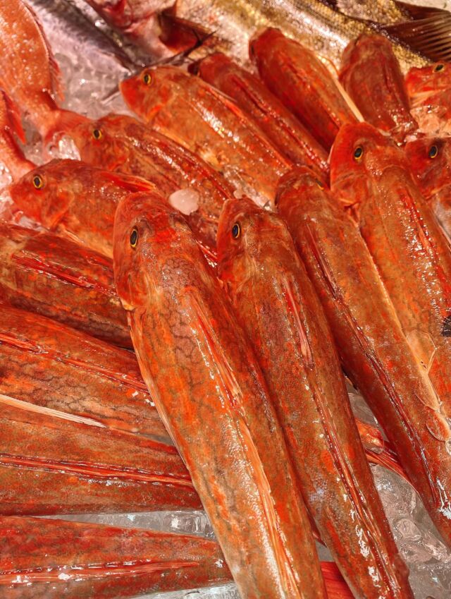 伊勢湾・三河湾は魚貝の宝庫、愛知県の主要漁港でセリ権を持つ俺たち。
ぴかぴかの魚貝類が水揚げ後すぐに魚市場に並びます！  ＼今日のおすすめ／  鮮度抜群の地物のホウボウだぜ！
上質で透明感のある白身のお魚‼️
お刺身やフライにオススメ❣️
アラからはいい出汁も出るため煮付けや汁物にしても😋  お店は対面販売なので、どうやって魚を食べようか？下処理は？保存法は？
わからないことはお気軽に！　そんな疑問、全部魚太郎が解決します！  魚が捌けなくても大丈夫！
対面鮮魚コーナーでは無料で下処理行います。
毎日魚を扱うプロの魚屋にお任せ！  本日も沢山のピカピカの地魚と活気あふれるスタッフで
皆様のご来店をお待ちしております！  鮮魚市場に併設した、魚屋の浜焼きバーベキューがありますので
市場で買ってそのまま焼いて食べることが可能です！  最新入荷はストーリーズで配信中！
フォロー＆チェックしてくださいね！  皆様の「美味しい！」の声が、俺たちの元気の源です！  ▷入荷商品のお問合せは、お電話にてお願いします
▶その他お問合せDMではタイムリーな返答が致しかねます
体制が整っておらず、申し訳ありません🙇  -————————————————
📌ラグーナテンボス　フェスティバルマーケット内1F
店舗の場所は、観覧車の下が目印です🎡  🐟魚太郎ラグーナ蒲郡店 鮮魚市場
営業時間：　10：00～18：00
※海鮮丼・寿司のイートインコーナーあり  🔥魚太郎浜焼きバーベキュー ラグーナ蒲郡店
営業時間：
10:00～17:00(最終受付15:00)
駐車場：魚太郎浜焼きバーベキュー利用で最大5時間無料サービスあり
＃魚太郎ラグーナ蒲郡店
＃地魚
＃鮮度にこだわる魚屋
＃産直鮮魚
＃蒲郡観光
＃愛知海鮮
#ホウボウ