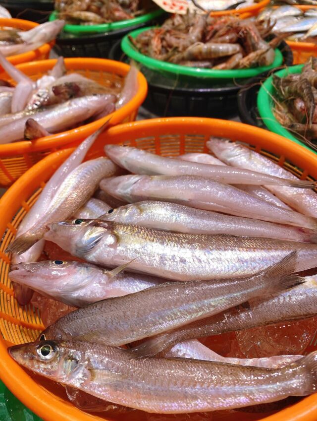 伊勢湾・三河湾は魚貝の宝庫、愛知県の主要漁港でセリ権を持つ俺たち。
ぴかぴかの魚貝類が水揚げ後すぐに魚市場に並びます！  ＼今日のおすすめ／  鮮度抜群の地物の白キスだぜ！
江戸前天ぷらの定番高級魚‼️
天ぷら、フライなど揚げ物に大変オススメ‼️
ホイル焼きや煮付けていただくのも😋
ふんわりとして豊潤、甘みを感じていただけるお魚です❣️  お店は対面販売なので、どうやって魚を食べようか？下処理は？保存法は？
わからないことはお気軽に！　そんな疑問、全部魚太郎が解決します！  魚が捌けなくても大丈夫！
対面鮮魚コーナーでは無料で下処理行います。
毎日魚を扱うプロの魚屋にお任せ！  本日も沢山のピカピカの地魚と活気あふれるスタッフで
皆様のご来店をお待ちしております！  鮮魚市場に併設した、魚屋の浜焼きバーベキューがありますので
市場で買ってそのまま焼いて食べることが可能です！  最新入荷はストーリーズで配信中！
フォロー＆チェックしてくださいね！  皆様の「美味しい！」の声が、俺たちの元気の源です！  ▷入荷商品のお問合せは、お電話にてお願いします
▶その他お問合せDMではタイムリーな返答が致しかねます
体制が整っておらず、申し訳ありません🙇  -————————————————
📌ラグーナテンボス　フェスティバルマーケット内1F
店舗の場所は、観覧車の下が目印です🎡  🐟魚太郎ラグーナ蒲郡店 鮮魚市場
営業時間：　10：00～18：00
※海鮮丼・寿司のイートインコーナーあり  🔥魚太郎浜焼きバーベキュー ラグーナ蒲郡店
営業時間：
10:00～17:00(最終受付15:00)
駐車場：魚太郎浜焼きバーベキュー利用で最大5時間無料サービスあり
＃魚太郎ラグーナ蒲郡店
＃地魚
＃鮮度にこだわる魚屋
＃産直鮮魚
＃蒲郡観光
＃愛知海鮮
#白キス