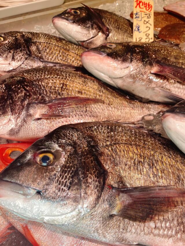 伊勢湾・三河湾は魚貝の宝庫、愛知県の主要漁港でセリ権を持つ俺たち。
ぴかぴかの魚貝類が水揚げ後すぐに魚市場に並びます！  ＼今日のおすすめ／  鮮度抜群の活〆した地物の黒鯛だぜ！
〆ることで臭みが少なく、
弾力のある淡白な白身のお魚です❣️
ぜひお刺身で‼️😋
煮付けや塩焼きにしてもオススメです‼️  お店は対面販売なので、どうやって魚を食べようか？下処理は？保存法は？
わからないことはお気軽に！　そんな疑問、全部魚太郎が解決します！  魚が捌けなくても大丈夫！
対面鮮魚コーナーでは無料で下処理行います。
毎日魚を扱うプロの魚屋にお任せ！  本日も沢山のピカピカの地魚と活気あふれるスタッフで
皆様のご来店をお待ちしております！  鮮魚市場に併設した、魚屋の浜焼きバーベキューがありますので
市場で買ってそのまま焼いて食べることが可能です！  最新入荷はストーリーズで配信中！
フォロー＆チェックしてくださいね！  皆様の「美味しい！」の声が、俺たちの元気の源です！  ▷入荷商品のお問合せは、お電話にてお願いします
▶その他お問合せDMではタイムリーな返答が致しかねます
体制が整っておらず、申し訳ありません🙇  -————————————————
📌ラグーナテンボス　フェスティバルマーケット内1F
店舗の場所は、観覧車の下が目印です🎡  🐟魚太郎ラグーナ蒲郡店 鮮魚市場
営業時間：　10：00～18：00
※海鮮丼・寿司のイートインコーナーあり  🔥魚太郎浜焼きバーベキュー ラグーナ蒲郡店
営業時間：
10:00～17:00(最終受付15:00)
駐車場：魚太郎浜焼きバーベキュー利用で最大5時間無料サービスあり
＃魚太郎ラグーナ蒲郡店
＃地魚
＃鮮度にこだわる魚屋
＃産直鮮魚
＃蒲郡観光
＃愛知海鮮
#黒鯛