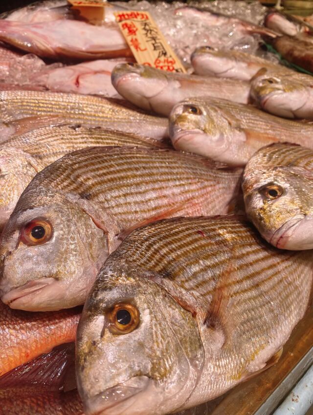 伊勢湾・三河湾は魚貝の宝庫、愛知県の主要漁港でセリ権を持つ俺たち。
ぴかぴかの魚貝類が水揚げ後すぐに魚市場に並びます！  ＼今日のおすすめ／  鮮度抜群の地物のマナジだぜ！
クセや臭みが少なくあっさりとした
上品な甘みのある白身魚です‼️
お刺身や塩焼き、煮付けにしてもオススメ😋  お店は対面販売なので、どうやって魚を食べようか？下処理は？保存法は？
わからないことはお気軽に！　そんな疑問、全部魚太郎が解決します！  魚が捌けなくても大丈夫！
対面鮮魚コーナーでは無料で下処理行います。
毎日魚を扱うプロの魚屋にお任せ！  本日も沢山のピカピカの地魚と活気あふれるスタッフで
皆様のご来店をお待ちしております！  鮮魚市場に併設した、魚屋の浜焼きバーベキューがありますので
市場で買ってそのまま焼いて食べることが可能です！  最新入荷はストーリーズで配信中！
フォロー＆チェックしてくださいね！  皆様の「美味しい！」の声が、俺たちの元気の源です！  ▷入荷商品のお問合せは、お電話にてお願いします
▶その他お問合せDMではタイムリーな返答が致しかねます
体制が整っておらず、申し訳ありません🙇  -————————————————
📌ラグーナテンボス　フェスティバルマーケット内1F
店舗の場所は、観覧車の下が目印です🎡  🐟魚太郎ラグーナ蒲郡店 鮮魚市場
営業時間：　10：00～18：00
※海鮮丼・寿司のイートインコーナーあり  🔥魚太郎浜焼きバーベキュー ラグーナ蒲郡店
営業時間：
10:00～17:00(最終受付15:00)
駐車場：魚太郎浜焼きバーベキュー利用で最大5時間無料サービスあり
＃魚太郎ラグーナ蒲郡店
＃地魚
＃鮮度にこだわる魚屋
＃産直鮮魚
＃蒲郡観光
＃愛知海鮮
#マナジ