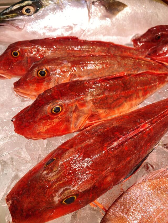 伊勢湾・三河湾は魚貝の宝庫、愛知県の主要漁港でセリ権を持つ俺たち。
ぴかぴかの魚貝類が水揚げ後すぐに魚市場に並びます!  \今日のおすすめ/  鮮度抜群の地物のホウボウだぜ!
上質な白身でアラからもいい出汁が出るので
煮付けにオススメ❣️😋
お刺身やフライにしても楽しめます‼️  お店は対面販売なので、どうやって魚を食べようか?下処理は?保存法は?
わからないことはお気軽に! そんな疑問、全部魚太郎が解決します!  魚が捌けなくても大丈夫!
対面鮮魚コーナーでは無料で下処理行います。
毎日魚を扱うプロの魚屋にお任せ!  本日も沢山のピカピカの地魚と活気あふれるスタッフで
皆様のご来店をお待ちしております!  鮮魚市場に併設した、魚屋の浜焼きバーベキューがありますので
市場で買ってそのまま焼いて食べることが可能です!  最新入荷はストーリーズで配信中!
フォロー&チェックしてくださいね!  皆様の「美味しい!」の声が、俺たちの元気の源です!  ▷入荷商品のお問合せは、お電話にてお願いします
▶その他お問合せDMではタイムリーな返答が致しかねます
体制が整っておらず、申し訳ありません🙇  -————————————————
📌ラグーナテンボス フェスティバルマーケット内1F
店舗の場所は、観覧車の下が目印です🎡  🐟魚太郎ラグーナ蒲郡店 鮮魚市場
営業時間: 10:00~18:00
※海鮮丼・寿司のイートインコーナーあり  🔥魚太郎浜焼きバーベキュー ラグーナ蒲郡店
営業時間:
10:00~17:00(最終受付15:00)
駐車場:魚太郎浜焼きバーベキュー利用で最大5時間無料サービスあり
#魚太郎ラグーナ蒲郡店
#地魚
#鮮度にこだわる魚屋
#産直鮮魚
#蒲郡観光
#愛知海鮮
#ホウボウ
