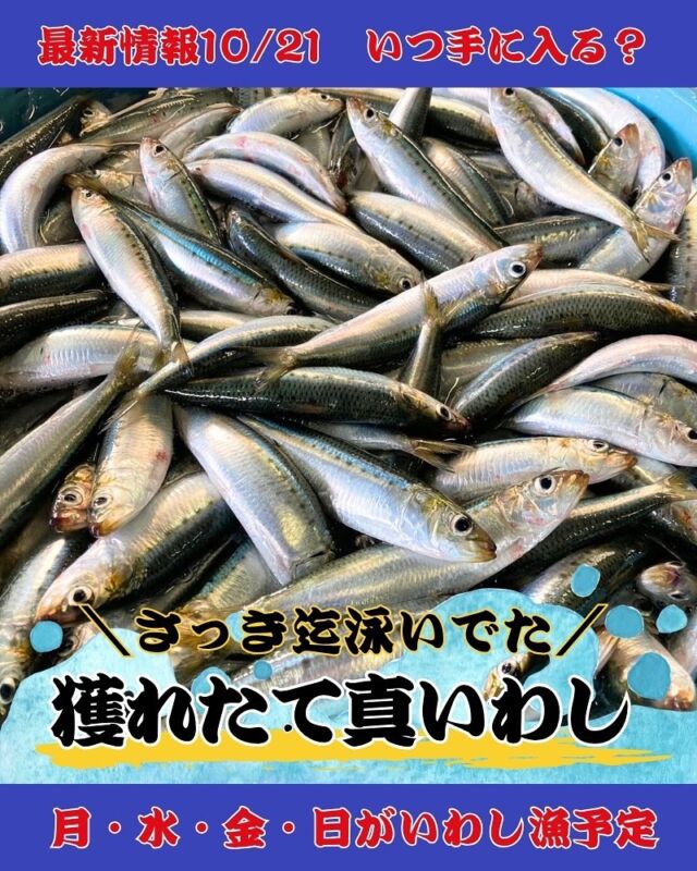 知多半島はいわし漁最盛期。
いわし漁の時期は、日中もどんどん船が入ってます。漁港を埋め尽くした
さっきまで泳いでた真いわしをセリ落とし、すぐお店に運び販売します。  今年は南知多産のいわしが豊漁です
資源確保の為、漁の日にちが限られています
10/20(月)以降は
月・水・金・日曜日 の予定です
水曜日が水揚げがない場合
日曜日に漁があります
ただいわし漁はその日にならないと
何時から水揚げがあるかが 不確定です
朝の7時頃から昼頃まですっと漁港に
いわしが揚がる場合もあれば
片口いわしと真いわしが混ざっていて
お店で販売できないこともあります
自然の事ですのでご理解ください
※前日にお電話を頂いても何時にあるかがわからないためご理解下さい🙇  販売できる日はすぐさま
ストーリーズにて案内をしています。
ぜひフォローandチェックよろしくお願い致します  ●鮮度が旨さの理由。刺身でどうぞ!
食べたことないいわしのあまりのおいしさにきっと驚きます!  いわし漁は終盤です。
この新鮮ないわし、知らずにすぎるのはあまりもったいない。
損してますよ!  —————————————
-————————————————
📌ラグーナテンボス フェスティバルマーケット内1F
店舗の場所は、観覧車の下が目印です🎡  🐟魚太郎ラグーナ蒲郡店 鮮魚市場
営業時間: 10:00~18:00
※海鮮丼・寿司のイートインコーナーあり  🔥魚太郎浜焼きバーベキュー ラグーナ蒲郡店
営業時間:
10:00~17:00(最終受付15:00)
駐車場:魚太郎浜焼きバーベキュー利用で最大5時間無料サービスあり
#魚太郎ラグーナ蒲郡店
#地魚
#鮮度にこだわる魚屋
#産直鮮魚
#蒲郡観光
#愛知海鮮
#いわし