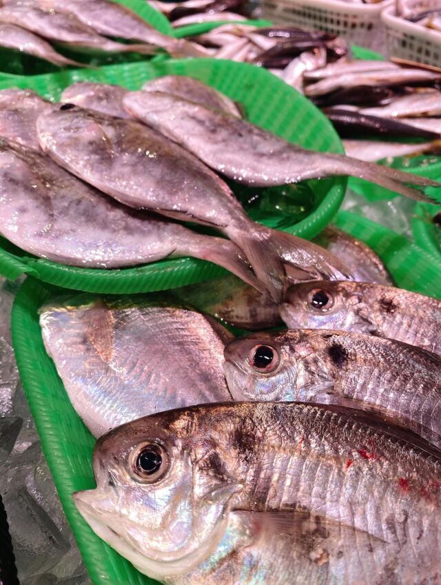 伊勢湾・三河湾は魚貝の宝庫、愛知県の主要漁港でセリ権を持つ俺たち。
ぴかぴかの魚貝類が水揚げ後すぐに魚市場に並びます!  \今日のおすすめ/  鮮度抜群の地物の豆鯛だぜ!
白身のお魚で熱を通しても硬く締まらない。
滑りを落として煮付けにオススメです❣️
塩焼きやムニエル、フライにも‼️😋  お店は対面販売なので、どうやって魚を食べようか?下処理は?保存法は?
わからないことはお気軽に! そんな疑問、全部魚太郎が解決します!  魚が捌けなくても大丈夫!
対面鮮魚コーナーでは無料で下処理行います。
毎日魚を扱うプロの魚屋にお任せ!  本日も沢山のピカピカの地魚と活気あふれるスタッフで
皆様のご来店をお待ちしております!  鮮魚市場に併設した、魚屋の浜焼きバーベキューがありますので
市場で買ってそのまま焼いて食べることが可能です!  最新入荷はストーリーズで配信中!
フォロー&チェックしてくださいね!  皆様の「美味しい!」の声が、俺たちの元気の源です!  ▷入荷商品のお問合せは、お電話にてお願いします
▶その他お問合せDMではタイムリーな返答が致しかねます
体制が整っておらず、申し訳ありません🙇  -————————————————
📌ラグーナテンボス フェスティバルマーケット内1F
店舗の場所は、観覧車の下が目印です🎡  🐟魚太郎ラグーナ蒲郡店 鮮魚市場
営業時間: 10:00~18:00
※海鮮丼・寿司のイートインコーナーあり  🔥魚太郎浜焼きバーベキュー ラグーナ蒲郡店
営業時間:
10:00~17:00(最終受付15:00)
駐車場:魚太郎浜焼きバーベキュー利用で最大5時間無料サービスあり
#魚太郎ラグーナ蒲郡店
#地魚
#鮮度にこだわる魚屋
#産直鮮魚
#蒲郡観光
#愛知海鮮
#豆鯛