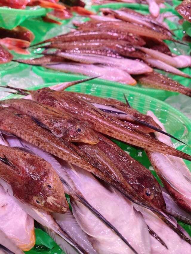 伊勢湾・三河湾は魚貝の宝庫、愛知県の主要漁港でセリ権を持つ俺たち。
ぴかぴかの魚貝類が水揚げ後すぐに魚市場に並びます!  \今日のおすすめ/  鮮度抜群の地物のメゴチだぜ!
白身のお魚で滑りを落として松葉おろしにすると
天ぷらやフライにオススメです‼️
煮付けでも楽しんでいただけます❣️  お店は対面販売なので、どうやって魚を食べようか?下処理は?保存法は?
わからないことはお気軽に! そんな疑問、全部魚太郎が解決します!  魚が捌けなくても大丈夫!
対面鮮魚コーナーでは無料で下処理行います。
毎日魚を扱うプロの魚屋にお任せ!  本日も沢山のピカピカの地魚と活気あふれるスタッフで
皆様のご来店をお待ちしております!  鮮魚市場に併設した、魚屋の浜焼きバーベキューがありますので
市場で買ってそのまま焼いて食べることが可能です!  最新入荷はストーリーズで配信中!
フォロー&チェックしてくださいね!  皆様の「美味しい!」の声が、俺たちの元気の源です!  ▷入荷商品のお問合せは、お電話にてお願いします
▶その他お問合せDMではタイムリーな返答が致しかねます
体制が整っておらず、申し訳ありません🙇  -————————————————
📌ラグーナテンボス フェスティバルマーケット内1F
店舗の場所は、観覧車の下が目印です🎡  🐟魚太郎ラグーナ蒲郡店 鮮魚市場
営業時間: 10:00~18:00
※海鮮丼・寿司のイートインコーナーあり  🔥魚太郎浜焼きバーベキュー ラグーナ蒲郡店
営業時間:
10:00~17:00(最終受付15:00)
駐車場:魚太郎浜焼きバーベキュー利用で最大5時間無料サービスあり
#魚太郎ラグーナ蒲郡店
#地魚
#鮮度にこだわる魚屋
#産直鮮魚
#蒲郡観光
#愛知海鮮
#メゴチ