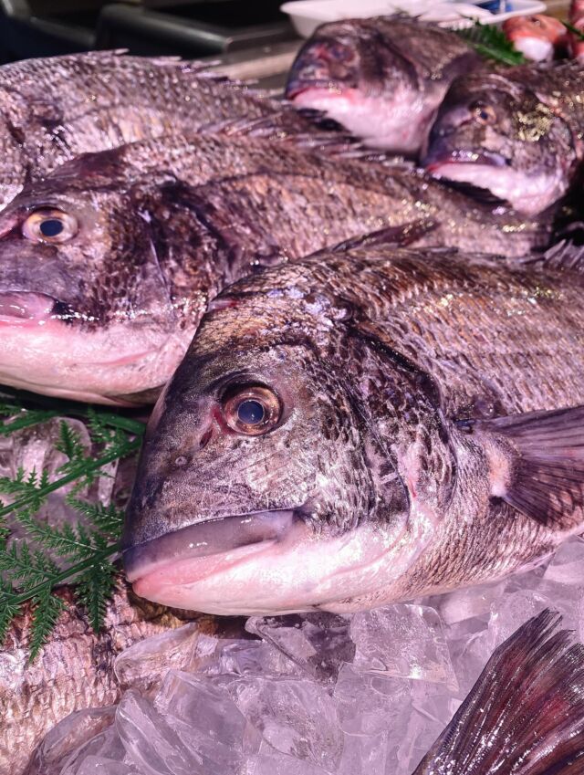 伊勢湾・三河湾は魚貝の宝庫、愛知県の主要漁港でセリ権を持つ俺たち。
ぴかぴかの魚貝類が水揚げ後すぐに魚市場に並びます!  \今日のおすすめ/  鮮度抜群の地物の活〆黒鯛だぜ!
白身魚の淡白な旨みがあり、
他の鯛と比べて少し身が柔らかいです‼️
お刺身にも最高❣️
塩焼き、煮付けやフライ等に
していただいてもオススメです😋  お店は対面販売なので、どうやって魚を食べようか?下処理は?保存法は?
わからないことはお気軽に! そんな疑問、全部魚太郎が解決します!  魚が捌けなくても大丈夫!
対面鮮魚コーナーでは無料で下処理行います。
毎日魚を扱うプロの魚屋にお任せ!  本日も沢山のピカピカの地魚と活気あふれるスタッフで
皆様のご来店をお待ちしております!  鮮魚市場に併設した、魚屋の浜焼きバーベキューがありますので
市場で買ってそのまま焼いて食べることが可能です!  最新入荷はストーリーズで配信中!
フォロー&チェックしてくださいね!  皆様の「美味しい!」の声が、俺たちの元気の源です!  ▷入荷商品のお問合せは、お電話にてお願いします
▶その他お問合せDMではタイムリーな返答が致しかねます
体制が整っておらず、申し訳ありません🙇  -————————————————
📌ラグーナテンボス フェスティバルマーケット内1F
店舗の場所は、観覧車の下が目印です🎡  🐟魚太郎ラグーナ蒲郡店 鮮魚市場
営業時間: 10:00~18:00
※海鮮丼・寿司のイートインコーナーあり  🔥魚太郎浜焼きバーベキュー ラグーナ蒲郡店
営業時間:
10:00~17:00(最終受付15:00)
駐車場:魚太郎浜焼きバーベキュー利用で最大5時間無料サービスあり
#魚太郎ラグーナ蒲郡店
#地魚
#鮮度にこだわる魚屋
#産直鮮魚
#蒲郡観光
#愛知海鮮
#黒鯛