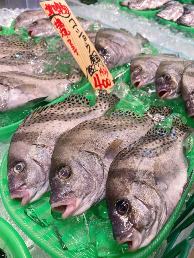 伊勢湾・三河湾は魚貝の宝庫、愛知県の主要漁港でセリ権を持つ俺たち。
ぴかぴかの魚貝類が水揚げ後すぐに魚市場に並びます!  \今日のおすすめ/  鮮度抜群のコショウダイです!
上品な甘みと旨みがあり、適度な歯応えが特徴です‼️
加熱しても身崩れしにくいので、塩焼きやムニエル,煮付けなどでも美味しく食べれます❣️  お店は対面販売なので、どうやって魚を食べようか?下処理は?保存法は?
わからないことはお気軽に! そんな疑問、全部魚太郎が解決します!  魚が捌けなくても大丈夫!
対面鮮魚コーナーでは無料で下処理行います。
毎日魚を扱うプロの魚屋にお任せ!  本日も沢山のピカピカの地魚と活気あふれるスタッフで
皆様のご来店をお待ちしております!  鮮魚市場に併設した、魚屋の浜焼きバーベキューがありますので
市場で買ってそのまま焼いて食べることが可能です!  最新入荷はストーリーズで配信中!
フォロー&チェックしてくださいね!  皆様の「美味しい!」の声が、俺たちの元気の源です!  ▷入荷商品のお問合せは、お電話にてお願いします
▶その他お問合せDMではタイムリーな返答が致しかねます
体制が整っておらず、申し訳ありません🙇  -————————————————
📌ラグーナテンボス フェスティバルマーケット内1F
店舗の場所は、観覧車の下が目印です🎡  🐟魚太郎ラグーナ蒲郡店 鮮魚市場
営業時間: 10:00~18:00
※海鮮丼・寿司のイートインコーナーあり  🔥魚太郎浜焼きバーベキュー ラグーナ蒲郡店
営業時間:
10:00~17:00(最終受付15:00)
駐車場:魚太郎浜焼きバーベキュー利用で最大5時間無料サービスあり
#魚太郎ラグーナ蒲郡店
#地魚
#鮮度にこだわる魚屋
#産直鮮魚
#蒲郡観光
#愛知海鮮
#コショウダイ