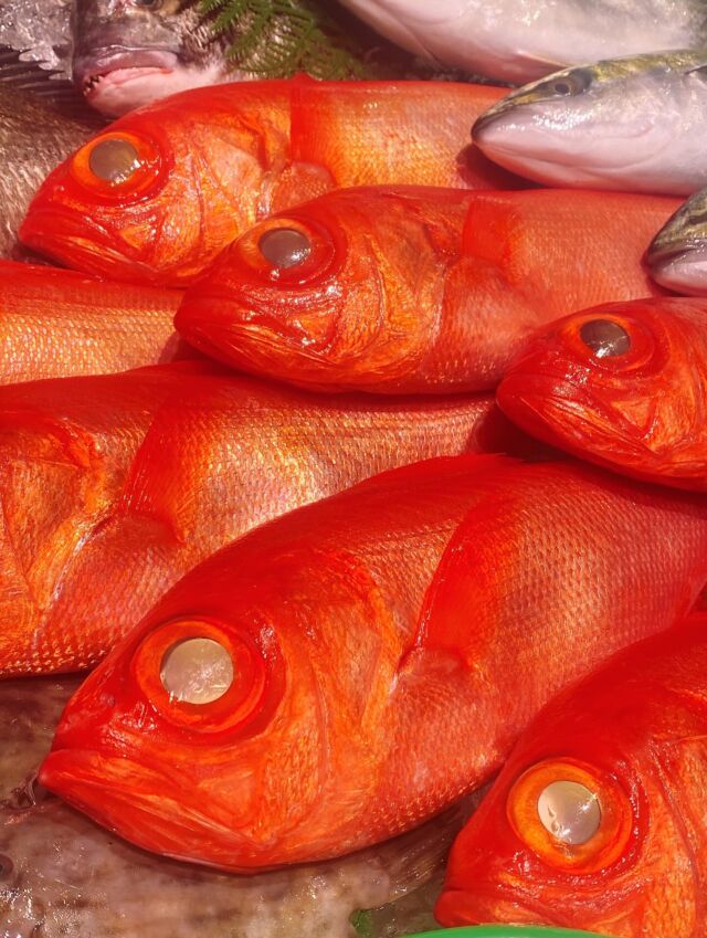 伊勢湾・三河湾は魚貝の宝庫、愛知県の主要漁港でセリ権を持つ俺たち。
ぴかぴかの魚貝類が水揚げ後すぐに魚市場に並びます！  ＼今日のおすすめ／  鮮度抜群の地物の金目鯛だぜ！
クセが少なく脂から微かな甘さを感じさせてくれる
上品な白身のお魚です‼️
お刺身は勿論、定番の煮付けに大変オススメ❣️
お鍋ものに入れていただいたり、ムニエルにされても
オススメです😋  お店は対面販売なので、どうやって魚を食べようか？下処理は？保存法は？
わからないことはお気軽に！　そんな疑問、全部魚太郎が解決します！  魚が捌けなくても大丈夫！
対面鮮魚コーナーでは無料で下処理行います。
毎日魚を扱うプロの魚屋にお任せ！  本日も沢山のピカピカの地魚と活気あふれるスタッフで
皆様のご来店をお待ちしております！  鮮魚市場に併設した、魚屋の浜焼きバーベキューがありますので
市場で買ってそのまま焼いて食べることが可能です！  最新入荷はストーリーズで配信中！
フォロー＆チェックしてくださいね！  皆様の「美味しい！」の声が、俺たちの元気の源です！  ▷入荷商品のお問合せは、お電話にてお願いします
▶その他お問合せDMではタイムリーな返答が致しかねます
体制が整っておらず、申し訳ありません🙇  -————————————————
📌ラグーナテンボス　フェスティバルマーケット内1F
店舗の場所は、観覧車の下が目印です🎡  🐟魚太郎ラグーナ蒲郡店 鮮魚市場
営業時間：　10：00～18：00
※海鮮丼・寿司のイートインコーナーあり  🔥魚太郎浜焼きバーベキュー ラグーナ蒲郡店
営業時間：
10:00～17:00(最終受付15:00)
駐車場：魚太郎浜焼きバーベキュー利用で最大5時間無料サービスあり
#魚太郎ラグーナ蒲郡店
#地魚
#鮮度にこだわる魚屋
#産直鮮魚
#蒲郡観光
#愛知海鮮
#金目鯛