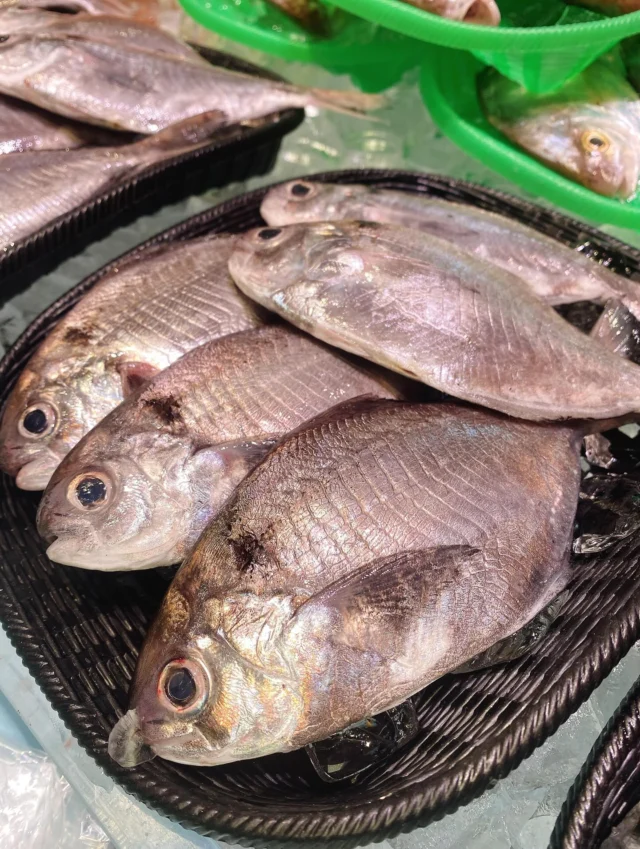 伊勢湾・三河湾は魚貝の宝庫、愛知県の主要漁港でセリ権を持つ俺たち。
ぴかぴかの魚貝類が水揚げ後すぐに魚市場に並びます！  ＼今日のおすすめ／  鮮度抜群の地物のマメダイだぜ！
白身のお魚で熱を通しても硬く締まらない。
滑りはありますが粘り気は少なく落としやすい。
表面の滑りを落として煮付けにオススメ‼️
塩焼きやムニエル、フライにしても❣️😋  お店は対面販売なので、どうやって魚を食べようか？下処理は？保存法は？
わからないことはお気軽に！　そんな疑問、全部魚太郎が解決します！  魚が捌けなくても大丈夫！
対面鮮魚コーナーでは無料で下処理行います。
毎日魚を扱うプロの魚屋にお任せ！  本日も沢山のピカピカの地魚と活気あふれるスタッフで
皆様のご来店をお待ちしております！  鮮魚市場に併設した、魚屋の浜焼きバーベキューがありますので
市場で買ってそのまま焼いて食べることが可能です！  最新入荷はストーリーズで配信中！
フォロー＆チェックしてくださいね！  皆様の「美味しい！」の声が、俺たちの元気の源です！  ▷入荷商品のお問合せは、お電話にてお願いします
▶その他お問合せDMではタイムリーな返答が致しかねます
体制が整っておらず、申し訳ありません🙇  -————————————————
📌ラグーナテンボス　フェスティバルマーケット内1F
店舗の場所は、観覧車の下が目印です🎡  🐟魚太郎ラグーナ蒲郡店 鮮魚市場
営業時間：　10：00～18：00
※海鮮丼・寿司のイートインコーナーあり  🔥魚太郎浜焼きバーベキュー ラグーナ蒲郡店
営業時間：
10:00～17:00(最終受付15:00)
駐車場：魚太郎浜焼きバーベキュー利用で最大5時間無料サービスあり
#魚太郎ラグーナ蒲郡店
#地魚
#鮮度にこだわる魚屋
#産直鮮魚
#蒲郡観光
#愛知海鮮
#マメダイ