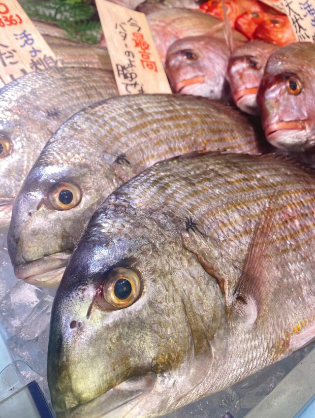 伊勢湾・三河湾は魚貝の宝庫、愛知県の主要漁港でセリ権を持つ俺たち。
ぴかぴかの魚貝類が水揚げ後すぐに魚市場に並びます！  ＼今日のおすすめ／  鮮度抜群のヘダイ（まなじ）だぜ！
クセがなく上品な甘みがあり，脂乗りがいいのが特徴です❣️
刺身はもちろん煮つけや塩焼き、ムニエルでもオススメです‼️  お店は対面販売なので、どうやって魚を食べようか？下処理は？保存法は？
わからないことはお気軽に！　そんな疑問、全部魚太郎が解決します！  魚が捌けなくても大丈夫！
対面鮮魚コーナーでは無料で下処理行います。
毎日魚を扱うプロの魚屋にお任せ！  本日も沢山のピカピカの地魚と活気あふれるスタッフで
皆様のご来店をお待ちしております！  鮮魚市場に併設した、魚屋の浜焼きバーベキューがありますので
市場で買ってそのまま焼いて食べることが可能です！  最新入荷はストーリーズで配信中！
フォロー＆チェックしてくださいね！  皆様の「美味しい！」の声が、俺たちの元気の源です！  ▷入荷商品のお問合せは、お電話にてお願いします
▶その他お問合せDMではタイムリーな返答が致しかねます
体制が整っておらず、申し訳ありません🙇  -————————————————
📌ラグーナテンボス　フェスティバルマーケット内1F
店舗の場所は、観覧車の下が目印です🎡  🐟魚太郎ラグーナ蒲郡店 鮮魚市場
営業時間：　10：00～18：00
※海鮮丼・寿司のイートインコーナーあり  🔥魚太郎浜焼きバーベキュー ラグーナ蒲郡店
営業時間：
10:00～17:00(最終受付15:00)
駐車場：魚太郎浜焼きバーベキュー利用で最大5時間無料サービスあり
#魚太郎ラグーナ蒲郡店
#地魚
#鮮度にこだわる魚屋
#産直鮮魚
#蒲郡観光
#愛知海鮮
#へだい