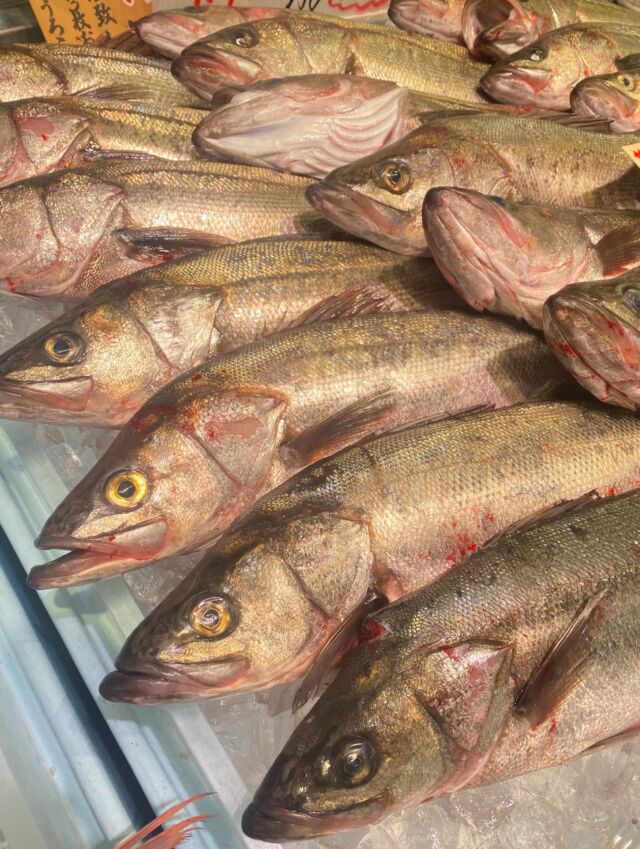 伊勢湾・三河湾は魚貝の宝庫、愛知県の主要漁港でセリ権を持つ俺たち。
ぴかぴかの魚貝類が水揚げ後すぐに魚市場に並びます！  ＼今日のおすすめ／  鮮度抜群の地物すずき！お刺身やフライ、ムニエルなどに！
めっちゃお値打ちです！下処理も無料ですよ〜！
小魚コーナーも本日めっちゃお値打ち！魚種も豊富です！  本日はできたてちりめんも入荷してます！  お店は対面販売なので、どうやって魚を食べようか？下処理は？保存法は？
わからないことはお気軽に！　そんな疑問、全部魚太郎が解決します！  魚が捌けなくても大丈夫！
対面鮮魚コーナーでは無料で下処理行います。
毎日魚を扱うプロの魚屋にお任せ！  本日も沢山のピカピカの地魚と活気あふれるスタッフで
皆様のご来店をお待ちしております！  鮮魚市場に併設した、魚屋の浜焼きバーベキューがありますので
市場で買ってそのまま焼いて食べることが可能です！  最新入荷はストーリーズで配信中！
フォロー＆チェックしてくださいね！  皆様の「美味しい！」の声が、俺たちの元気の源です！  ▷入荷商品のお問合せは、お電話にてお願いします
▶その他お問合せDMではタイムリーな返答が致しかねます
体制が整っておらず、申し訳ありません🙇  -————————————————
📌ラグーナテンボス　フェスティバルマーケット内1F
店舗の場所は、観覧車の下が目印です🎡  🐟魚太郎ラグーナ蒲郡店 鮮魚市場
営業時間：　10：00～18：00
※海鮮丼・寿司のイートインコーナーあり  🔥魚太郎浜焼きバーベキュー ラグーナ蒲郡店
営業時間：
10:00～17:00(最終受付15:00)
駐車場：魚太郎浜焼きバーベキュー利用で最大5時間無料サービスあり
#魚太郎ラグーナ蒲郡店
#地魚
#鮮度にこだわる魚屋
#産直鮮魚
#蒲郡観光
#愛知海鮮
#すずき