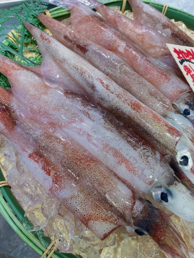 伊勢湾・三河湾は魚貝の宝庫、愛知県の主要漁港でセリ権を持つ俺たち。
ぴかぴかの魚貝類が水揚げ後すぐに魚市場に並びます！  ＼今日のおすすめ／  鮮度抜群の地物の生のやりいか！お刺身や天ぷらにいかがですか？！
わかめもまだまだ入荷！
人気のホウボウやバンカレイもご用意しております！  お店は対面販売なので、どうやって魚を食べようか？下処理は？保存法は？
わからないことはお気軽に！　そんな疑問、全部魚太郎が解決します！  魚が捌けなくても大丈夫！
対面鮮魚コーナーでは無料で下処理行います。
毎日魚を扱うプロの魚屋にお任せ！  本日も沢山のピカピカの地魚と活気あふれるスタッフで
皆様のご来店をお待ちしております！  鮮魚市場に併設した、魚屋の浜焼きバーベキューがありますので
市場で買ってそのまま焼いて食べることが可能です！  最新入荷はストーリーズで配信中！
フォロー＆チェックしてくださいね！  皆様の「美味しい！」の声が、俺たちの元気の源です！  ▷入荷商品のお問合せは、お電話にてお願いします
▶その他お問合せDMではタイムリーな返答が致しかねます
体制が整っておらず、申し訳ありません🙇  -————————————————
📌ラグーナテンボス　フェスティバルマーケット内1F
店舗の場所は、観覧車の下が目印です🎡  🐟魚太郎ラグーナ蒲郡店 鮮魚市場
営業時間：　10：00～18：00
※海鮮丼・寿司のイートインコーナーあり  🔥魚太郎浜焼きバーベキュー ラグーナ蒲郡店
営業時間：
平日10:00～17:00(最終受付15:00)
土日祝　10：00～19：00(最終受付17:00)
土日祝は　19：00迄　延長中
駐車場：魚太郎浜焼きバーベキュー利用で最大5時間無料サービスあり
(夏休み　2025/7/19-8/31は）
10：00～20：00（受付最終18:00）
＃魚太郎ラグーナ蒲郡店