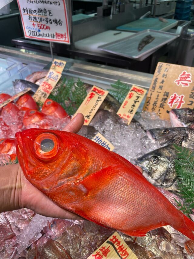 伊勢湾・三河湾は魚貝の宝庫、愛知県の主要漁港でセリ権を持つ俺たち。
ぴかぴかの魚貝類が水揚げ後すぐに魚市場に並びます！  ＼今日のおすすめ／  鮮度抜群の【地物の金目鯛】だぜ！
【獲れたて鮮度抜群！金目鯛！金目鯛といえば高級魚！ですがなんと！？１尾650円からお買い求めできます！ちょう破格です！】  お店は対面販売なので、どうやって魚を食べようか？下処理は？保存法は？
わからないことはお気軽に！　そんな疑問、全部魚太郎が解決します！  魚が捌けなくても大丈夫！
対面鮮魚コーナーでは無料で下処理行います。
毎日魚を扱うプロの魚屋にお任せ！  本日も沢山のピカピカの地魚と活気あふれるスタッフで
皆様のご来店をお待ちしております！  鮮魚市場に併設した、魚屋の浜焼きバーベキューがありますので
市場で買ってそのまま焼いて食べることが可能です！  最新入荷はストーリーズで配信中！
フォロー＆チェックしてくださいね！  皆様の「美味しい！」の声が、俺たちの元気の源です！  ▷入荷商品のお問合せは、お電話にてお願いします
▶その他お問合せDMではタイムリーな返答が致しかねます
体制が整っておらず、申し訳ありません🙇  -————————————————
📌ラグーナテンボス　フェスティバルマーケット内1F
店舗の場所は、観覧車の下が目印です🎡  🐟魚太郎ラグーナ蒲郡店 鮮魚市場
営業時間：　10：00～18：00
※海鮮丼・寿司のイートインコーナーあり  🔥魚太郎浜焼きバーベキュー ラグーナ蒲郡店
営業時間：
平日10:00～17:00(最終受付15:00)
土日祝　10：00～19：00(最終受付17:00)
土日祝は　19：00迄　延長中
駐車場：魚太郎浜焼きバーベキュー利用で最大5時間無料サービスあり
(夏休み　2025/7/19-8/31は）
10：00～20：00（受付最終18:00）
#魚太郎ラグーナ蒲郡店