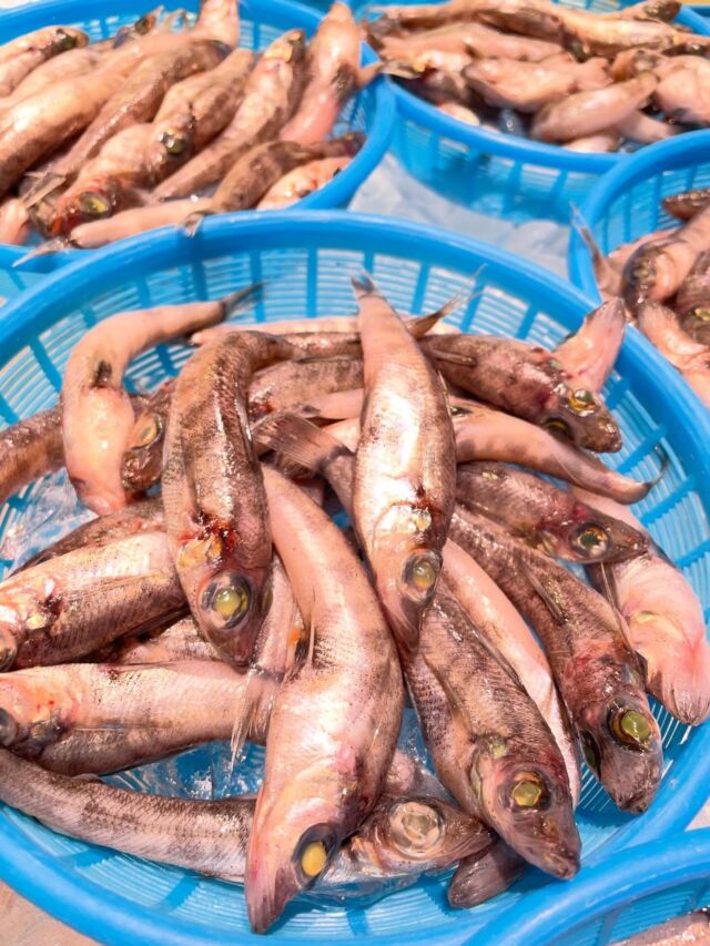 伊勢湾・三河湾は魚貝の宝庫、愛知県の主要漁港でセリ権を持つ俺たち。
ぴかぴかの魚貝類が水揚げ後すぐに魚市場に並びます！  ＼今日のおすすめ／
蒲郡といえば…！
メヒカリ！大人気のメヒカリ入荷しました✨
大好評の唐揚げも揚げたて熱々をご用意してます！
メヒカリを揚げる時は頭を落とさず衣をつけてそのまま揚げるだけと簡単♪
わからなことはお気軽に！　そんな疑問、全部魚太郎が解決します！  魚が捌けなくても大丈夫！
対面鮮魚コーナーでは無料で下処理行います。
毎日魚を扱うプロの魚屋にお任せ！  本日も沢山のピカピカの地魚と活気あふれるスタッフで
皆様のご来店をお待ちしております！  鮮魚市場に併設した、魚屋の浜焼きバーベキューがありますので
市場で買ってそのまま焼いて食べることが可能です！  最新入荷はストーリーズで配信中！
フォロー＆チェックしてくださいね！  皆様の「美味しい！」の声が、俺たちの元気の源です！  ▷入荷商品のお問合せは、お電話にてお願いします
▶その他お問合せDMではタイムリーな返答が致しかねます
体制が整っておらず、申し訳ありません🙇  -————————————————
📌ラグーナテンボス　フェスティバルマーケット内1F
店舗の場所は、観覧車の下が目印です🎡  🐟魚太郎ラグーナ蒲郡店 鮮魚市場
営業時間：　10：00～18：00
※海鮮丼・寿司のイートインコーナーあり  🔥魚太郎浜焼きバーベキュー ラグーナ蒲郡店
営業時間：
平日10:00～17:00(最終受付15:00)
土日祝　10：00～19：00(最終受付17:00)
土日祝は　19：00迄　延長中
駐車場：魚太郎浜焼きバーベキュー利用で最大5時間無料サービスあり
(夏休み　2025/7/19-8/31は）
10：00～20：00（受付最終18:00）
#魚太郎ラグーナ蒲郡店
