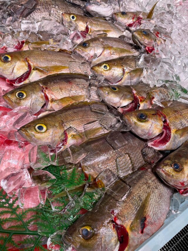 伊勢湾・三河湾は魚貝の宝庫、愛知県の主要漁港でセリ権を持つ俺たち。
ぴかぴかの魚貝類が水揚げ後すぐに魚市場に並びます！  ＼今日のおすすめ／
地物イサキ！脂乗ってます！！お刺身や炙り、塩焼きなどで！！
地物天然鯛や黒鯛もまだまだお値打ちです！
本日もできたてちりめん入荷しております！！  わからないことはお気軽に！　そんな疑問、全部魚太郎が解決します！  魚が捌けなくても大丈夫！
対面鮮魚コーナーでは無料で下処理行います。
毎日魚を扱うプロの魚屋にお任せ！  本日も沢山のピカピカの地魚と活気あふれるスタッフで
皆様のご来店をお待ちしております！  鮮魚市場に併設した、魚屋の浜焼きバーベキューがありますので
市場で買ってそのまま焼いて食べることが可能です！  最新入荷はストーリーズで配信中！
フォロー＆チェックしてくださいね！  皆様の「美味しい！」の声が、俺たちの元気の源です！  ▷入荷商品のお問合せは、お電話にてお願いします
▶その他お問合せDMではタイムリーな返答が致しかねます
体制が整っておらず、申し訳ありません🙇  -————————————————
📌ラグーナテンボス　フェスティバルマーケット内1F
店舗の場所は、観覧車の下が目印です🎡  🐟魚太郎ラグーナ蒲郡店 鮮魚市場
営業時間：　10：00～18：00
※海鮮丼・寿司のイートインコーナーあり  🔥魚太郎浜焼きバーベキュー ラグーナ蒲郡店
営業時間：
平日10:00～17:00(最終受付15:00)
土日祝　10：00～19：00(最終受付17:00)
土日祝は　19：00迄　延長中
駐車場：魚太郎浜焼きバーベキュー利用で最大5時間無料サービスあり
(夏休み　2025/7/19-8/31は）
10：00～20：00（受付最終18:00）
#魚太郎ラグーナ蒲郡店