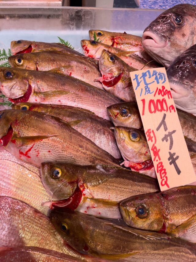 伊勢湾・三河湾は魚貝の宝庫、愛知県の主要漁港でセリ権を持つ俺たち。
ぴかぴかの魚貝類が水揚げ後すぐに魚市場に並びます！  ＼今日のおすすめ／
梅雨イサキです！
梅雨の時期も終わりに近づいてきました！
これがもしかしたら食べ納めになるかも！？
ぜひ最後にイサキをお刺身で召し上がってください！  わからないことはお気軽に！　そんな疑問、全部魚太郎が解決します！  魚が捌けなくても大丈夫！
対面鮮魚コーナーでは無料で下処理行います。
毎日魚を扱うプロの魚屋にお任せ！  本日も沢山のピカピカの地魚と活気あふれるスタッフで
皆様のご来店をお待ちしております！  鮮魚市場に併設した、魚屋の浜焼きバーベキューがありますので
市場で買ってそのまま焼いて食べることが可能です！  最新入荷はストーリーズで配信中！
フォロー＆チェックしてくださいね！  皆様の「美味しい！」の声が、俺たちの元気の源です！  ▷入荷商品のお問合せは、お電話にてお願いします
▶その他お問合せDMではタイムリーな返答が致しかねます
体制が整っておらず、申し訳ありません🙇  -————————————————
📌ラグーナテンボス　フェスティバルマーケット内1F
店舗の場所は、観覧車の下が目印です🎡  🐟魚太郎ラグーナ蒲郡店 鮮魚市場
営業時間：　10：00～18：00
※海鮮丼・寿司のイートインコーナーあり  🔥魚太郎浜焼きバーベキュー ラグーナ蒲郡店
営業時間：
平日10:00～17:00(最終受付15:00)
土日祝　10：00～19：00(最終受付17:00)
土日祝は　19：00迄　延長中
駐車場：魚太郎浜焼きバーベキュー利用で最大5時間無料サービスあり
(夏休み　2025/7/19-8/31は）
10：00～20：00（受付最終18:00）
#魚太郎ラグーナ蒲郡店