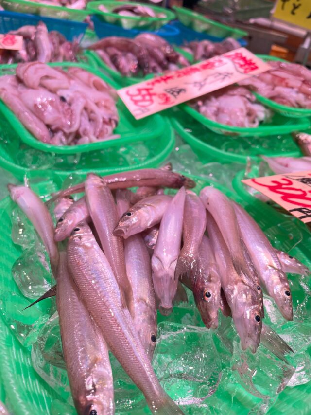 伊勢湾・三河湾は魚貝の宝庫、愛知県の主要漁港でセリ権を持つ俺たち。
ぴかぴかの魚貝類が水揚げ後すぐに魚市場に並びます！  ＼今日のおすすめ／  地物白キス！そのまま揚げて食べられるサイズです！
その他にも豆鯵やメヒカリなど唐揚げにオススメのお魚入荷してます！！
干物コーナーには自家製！旬のイサキの干物が入荷！
大サイズ、小サイズと2種類ご用意しております！！  わからないことはお気軽に！　そんな疑問、全部魚太郎が解決します！  魚が捌けなくても大丈夫！
対面鮮魚コーナーでは無料で下処理行います。
毎日魚を扱うプロの魚屋にお任せ！  本日も沢山のピカピカの地魚と活気あふれるスタッフで
皆様のご来店をお待ちしております！  鮮魚市場に併設した、魚屋の浜焼きバーベキューがありますので
市場で買ってそのまま焼いて食べることが可能です！  最新入荷はストーリーズで配信中！
フォロー＆チェックしてくださいね！  皆様の「美味しい！」の声が、俺たちの元気の源です！  ▷入荷商品のお問合せは、お電話にてお願いします
▶その他お問合せDMではタイムリーな返答が致しかねます
体制が整っておらず、申し訳ありません🙇  -————————————————
📌ラグーナテンボス　フェスティバルマーケット内1F
店舗の場所は、観覧車の下が目印です🎡  🐟魚太郎ラグーナ蒲郡店 鮮魚市場
営業時間：　10：00～18：00
※海鮮丼・寿司のイートインコーナーあり  🔥魚太郎浜焼きバーベキュー ラグーナ蒲郡店
営業時間：
平日10:00～17:00(最終受付15:00)
土日祝　10：00～19：00(最終受付17:00)
土日祝は　19：00迄　延長中
駐車場：魚太郎浜焼きバーベキュー利用で最大5時間無料サービスあり
(夏休み　2025/7/19-8/31は）
10：00～20：00（受付最終18:00）
#魚太郎ラグーナ蒲郡店