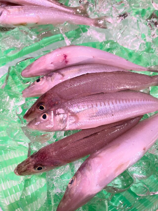 伊勢湾・三河湾は魚貝の宝庫、愛知県の主要漁港でセリ権を持つ俺たち。
ぴかぴかの魚貝類が水揚げ後すぐに魚市場に並びます！  ＼今日のおすすめ／
朝獲れ！セリから直送の白キスです！
夏ですね！夏といえば白キスの季節！
サイズも大きくお刺身や天ぷらにもってこいのネタになります！
わからないことはお気軽に！　そんな疑問、全部魚太郎が解決します！  魚が捌けなくても大丈夫！
対面鮮魚コーナーでは無料で下処理行います。
毎日魚を扱うプロの魚屋にお任せ！  本日も沢山のピカピカの地魚と活気あふれるスタッフで
皆様のご来店をお待ちしております！  鮮魚市場に併設した、魚屋の浜焼きバーベキューがありますので
市場で買ってそのまま焼いて食べることが可能です！  最新入荷はストーリーズで配信中！
フォロー＆チェックしてくださいね！  皆様の「美味しい！」の声が、俺たちの元気の源です！  ▷入荷商品のお問合せは、お電話にてお願いします
▶その他お問合せDMではタイムリーな返答が致しかねます
体制が整っておらず、申し訳ありません🙇  -————————————————
📌ラグーナテンボス　フェスティバルマーケット内1F
店舗の場所は、観覧車の下が目印です🎡  🐟魚太郎ラグーナ蒲郡店 鮮魚市場
営業時間：　10：00～18：00
※海鮮丼・寿司のイートインコーナーあり  🔥魚太郎浜焼きバーベキュー ラグーナ蒲郡店
営業時間：
平日10:00～17:00(最終受付15:00)
土日祝　10：00～19：00(最終受付17:00)
土日祝は　19：00迄　延長中
駐車場：魚太郎浜焼きバーベキュー利用で最大5時間無料サービスあり
(夏休み　2025/7/19-8/31は）
10：00～20：00（受付最終18:00）
#魚太郎ラグーナ蒲郡店