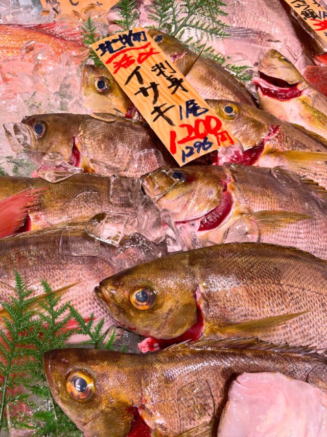 伊勢湾・三河湾は魚貝の宝庫、愛知県の主要漁港でセリ権を持つ俺たち。
ぴかぴかの魚貝類が水揚げ後すぐに魚市場に並びます！  ＼今日のおすすめ／
梅雨イサキです！形よし！
脂乗り良し！
一年で1番美味しい時期ではありますが産卵が終わった個体も見受けられるのでピークはまもなく終わるとおもいます！  わからないことはお気軽に！　そんな疑問、全部魚太郎が解決します！  魚が捌けなくても大丈夫！
対面鮮魚コーナーでは無料で下処理行います。
毎日魚を扱うプロの魚屋にお任せ！  本日も沢山のピカピカの地魚と活気あふれるスタッフで
皆様のご来店をお待ちしております！  鮮魚市場に併設した、魚屋の浜焼きバーベキューがありますので
市場で買ってそのまま焼いて食べることが可能です！  最新入荷はストーリーズで配信中！
フォロー＆チェックしてくださいね！  皆様の「美味しい！」の声が、俺たちの元気の源です！  ▷入荷商品のお問合せは、お電話にてお願いします
▶その他お問合せDMではタイムリーな返答が致しかねます
体制が整っておらず、申し訳ありません🙇  -————————————————
📌ラグーナテンボス　フェスティバルマーケット内1F
店舗の場所は、観覧車の下が目印です🎡  🐟魚太郎ラグーナ蒲郡店 鮮魚市場
営業時間：　10：00～18：00
※海鮮丼・寿司のイートインコーナーあり  🔥魚太郎浜焼きバーベキュー ラグーナ蒲郡店
営業時間：
平日10:00～17:00(最終受付15:00)
土日祝　10：00～19：00(最終受付17:00)
土日祝は　19：00迄　延長中
駐車場：魚太郎浜焼きバーベキュー利用で最大5時間無料サービスあり
(夏休み　2025/7/19-8/31は）
10：00～20：00（受付最終18:00）
#魚太郎ラグーナ蒲郡店
